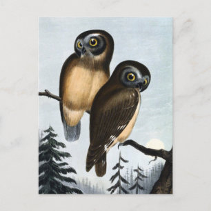 Carte Postale Illustration vintage Owl