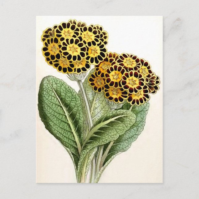Carte Postale Illustration Vintage "Polyanthus" (Devant)