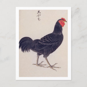 Carte Postale Illustration vintage : Poulets de Shamo