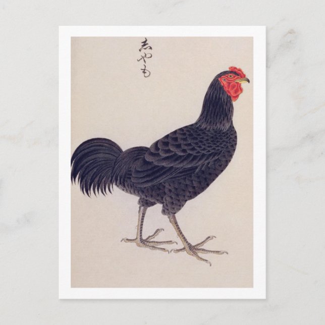 Carte Postale Illustration vintage : Poulets de Shamo (Devant)