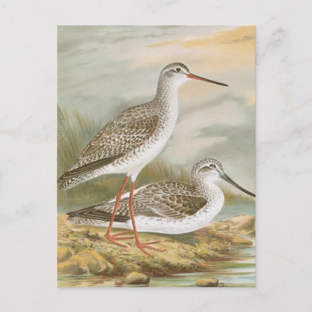 Carte Postale Illustration Vintage "Redshank" (Devant)