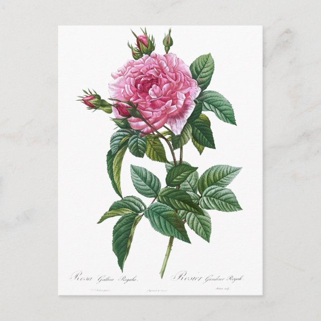 Carte Postale Illustration vintage Rose (Devant)