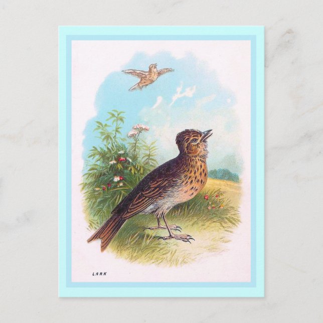 Carte Postale Illustration Vintage "The Lark" (Devant)