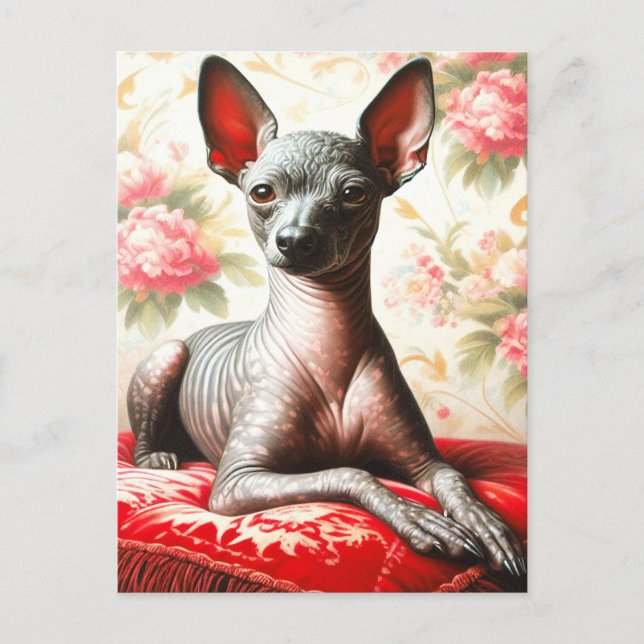 Carte Postale Illustration vintage Xoloitzcuintle (Devant)