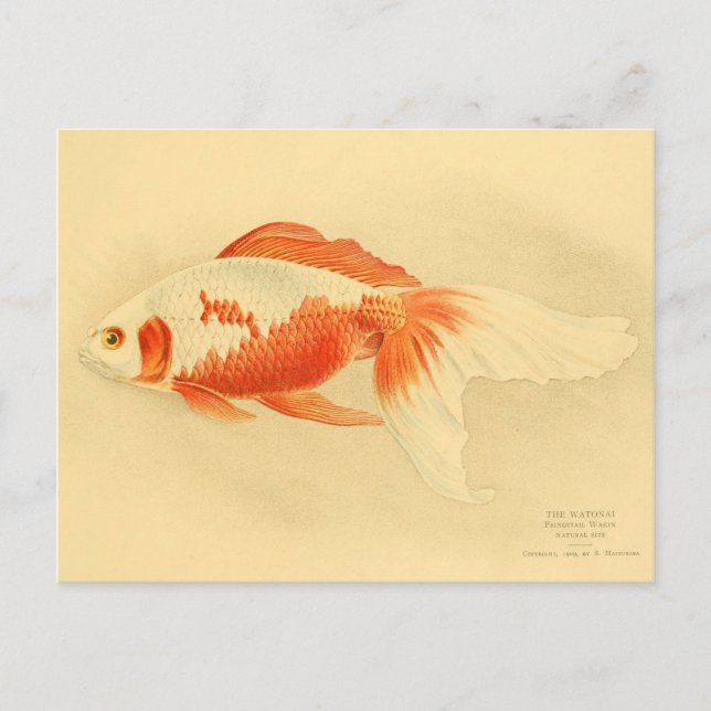 Carte Postale Illustration watonai goldfish Koï (Devant)
