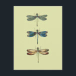 Carte Postale Illustrations de libellules<br><div class="desc">libellulinae britanniques,  ou libellules illustrées dans une série de dessins de lithographie (1845)</div>