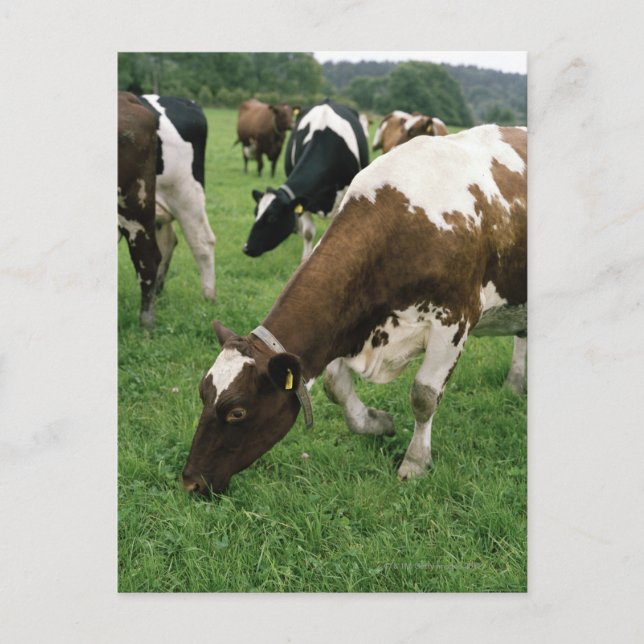 Carte Postale ima28991 (Devant)