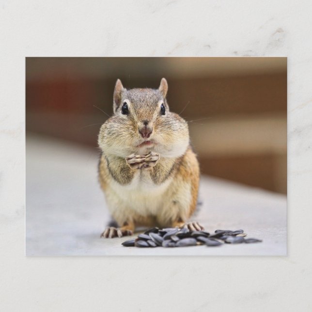 Carte Postale Image Chipmunk (Devant)