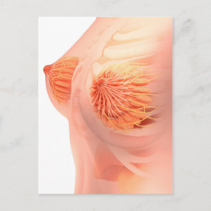 Carte Postale Image Conceptuelle De L'Anatomie Du Sein Féminin 1