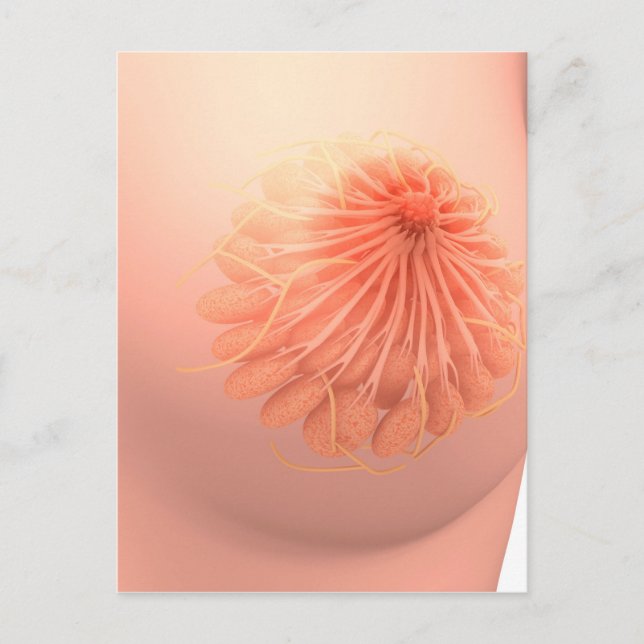 Carte Postale Image Conceptuelle De L'Anatomie Du Sein Féminin 3 (Devant)