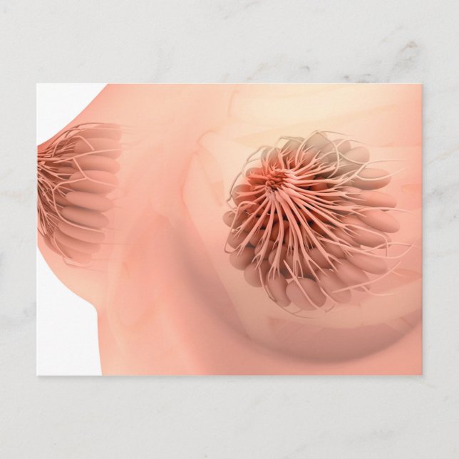 Carte Postale Image Conceptuelle De L'Anatomie Du Sein Féminin 6 (Devant)