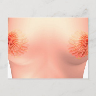 Carte Postale Image Conceptuelle De L'Anatomie Du Sein Féminin 7