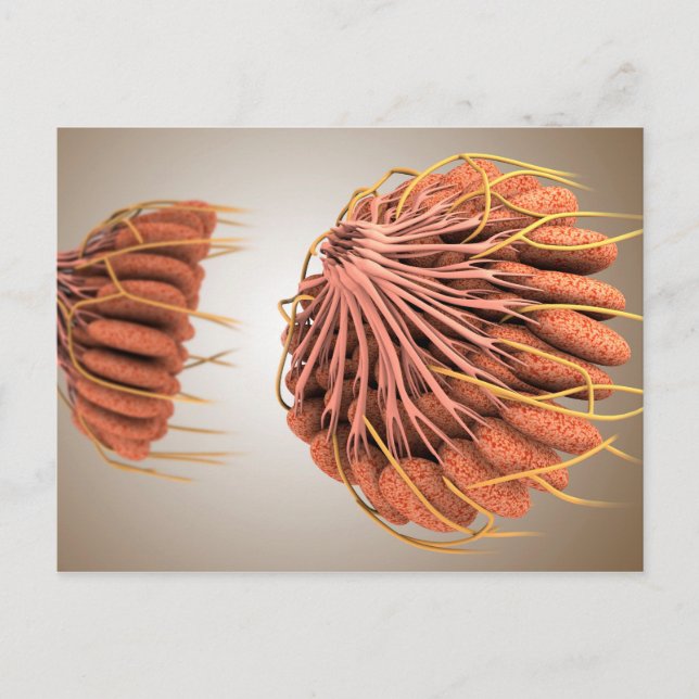 Carte Postale Image Conceptuelle De L'Anatomie Du Sein Féminin 8 (Devant)