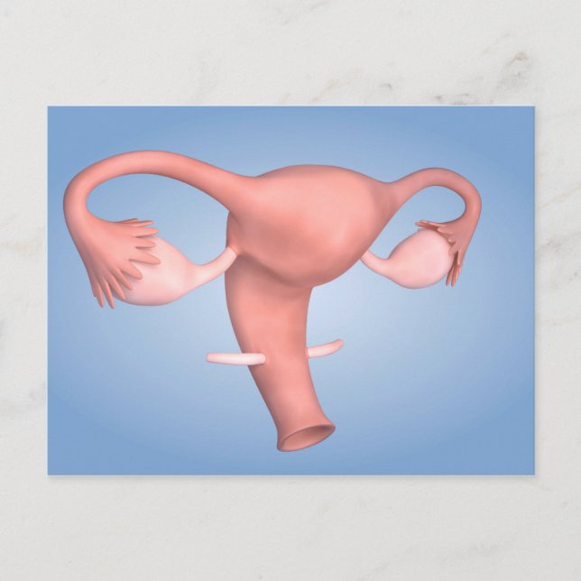 Carte Postale Image Conceptuelle De L'Organe De Reproduction Fém (Devant)