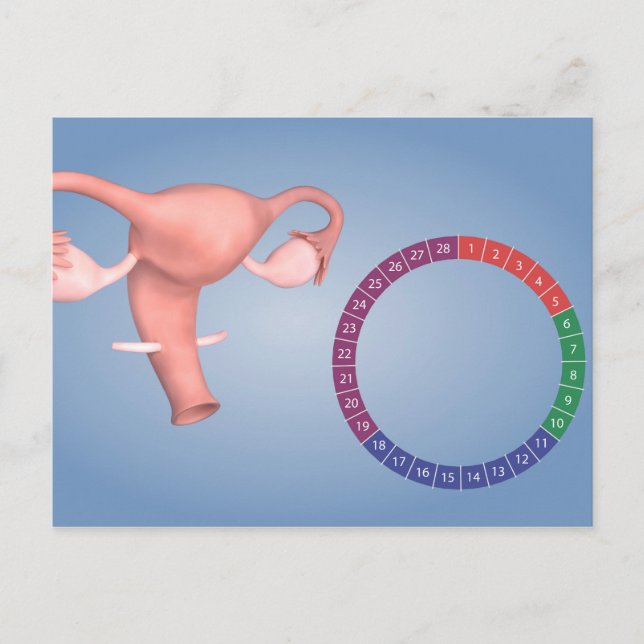 Carte Postale Image Conceptuelle De L'Organe De Reproduction Fém (Devant)