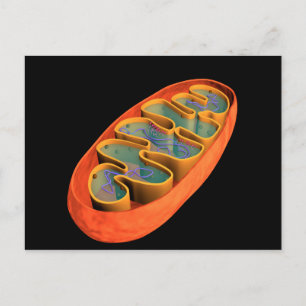 Carte Postale Image Conceptuelle De Mitochondria 3