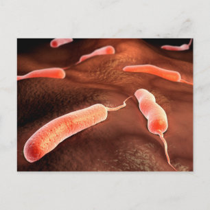 Carte Postale Image Conceptuelle De Vibrio Cholerae 1