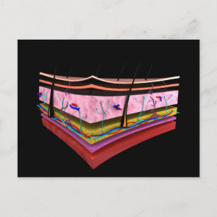 Carte Postale Image Conceptuelle Des Couches De La Peau Humaine