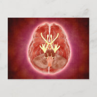 Image Conceptuelle Des Nerfs Craniens Dans Le Cerv