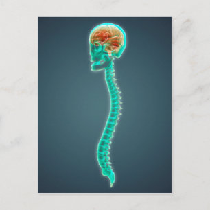 Carte Postale Image Conceptuelle Du Cerveau, Du Crâne Et De La S