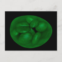 Image Conceptuelle Du Chloroplaste 2