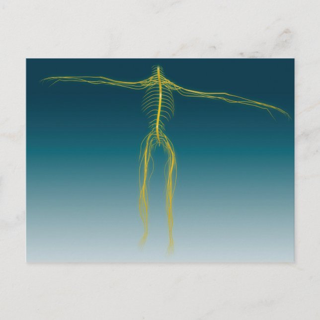 Carte Postale Image Conceptuelle Du Système Nerveux Humain 1 (Devant)