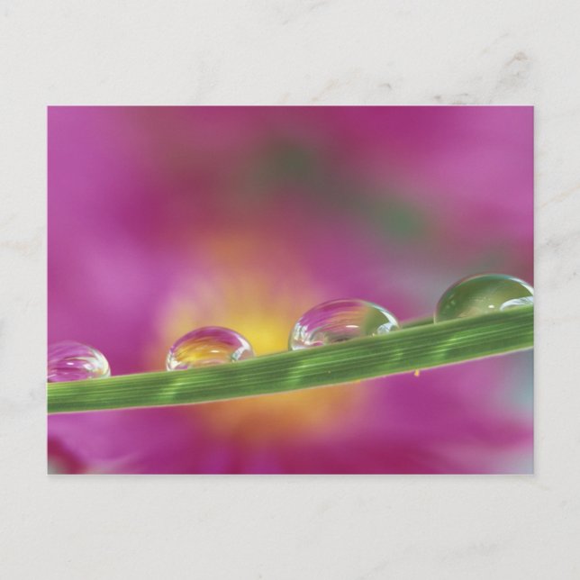 Carte Postale Image d'asters formés dans des gouttelettes d'eau (Devant)