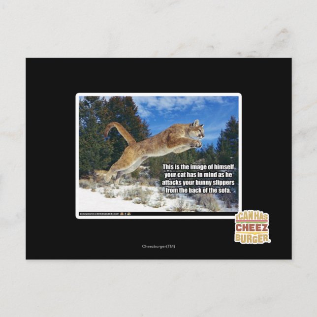 Carte Postale Image de chat (Devant)