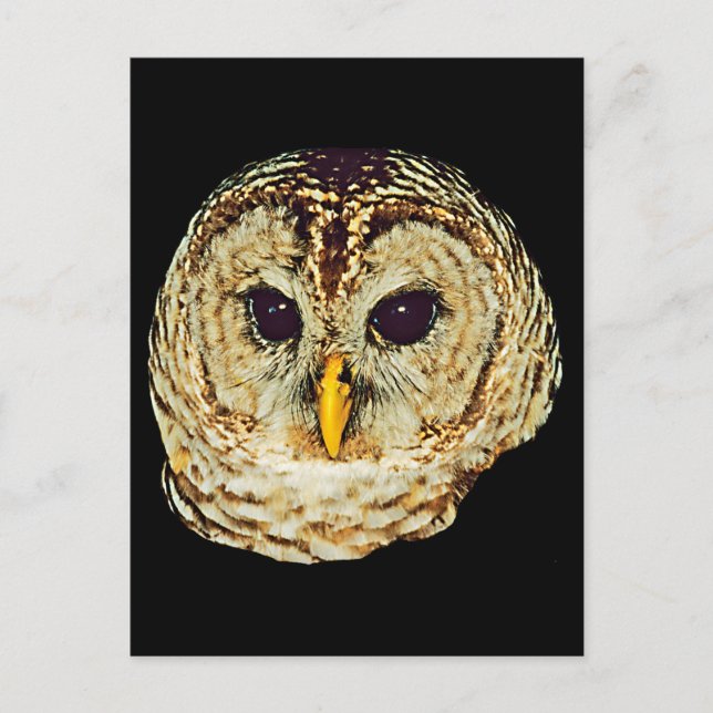 Carte Postale Image de hibou (Devant)
