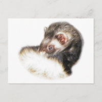 Image du Ferret de l'able