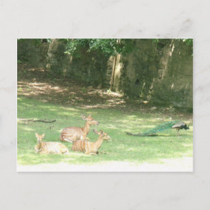 Carte Postale Image du zoo Bronx