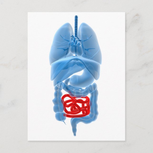 Carte Postale Image En Rayon X D'Organes Internes Avec Petits (Devant)