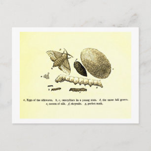 Carte Postale Image Insecte vintage   ver à soie   Moth