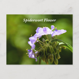 Carte Postale Image macro montrant la fleur de tradescantie
