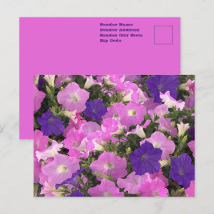 Carte Postale Image photographique de fleurs roses et violettes 