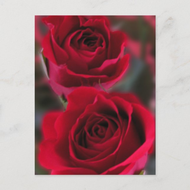 Carte Postale Image Red Roses (Devant)