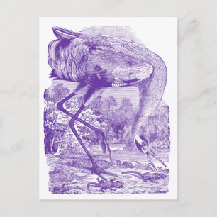 Carte Postale Image vintage de l'oiseau Pourpre Grue blanche