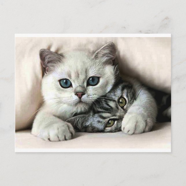 Carte Postale imagem de gata e filho (Devant)