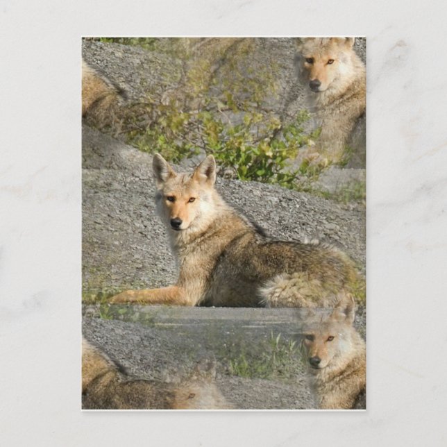 Carte postale Images Coyote (Devant)
