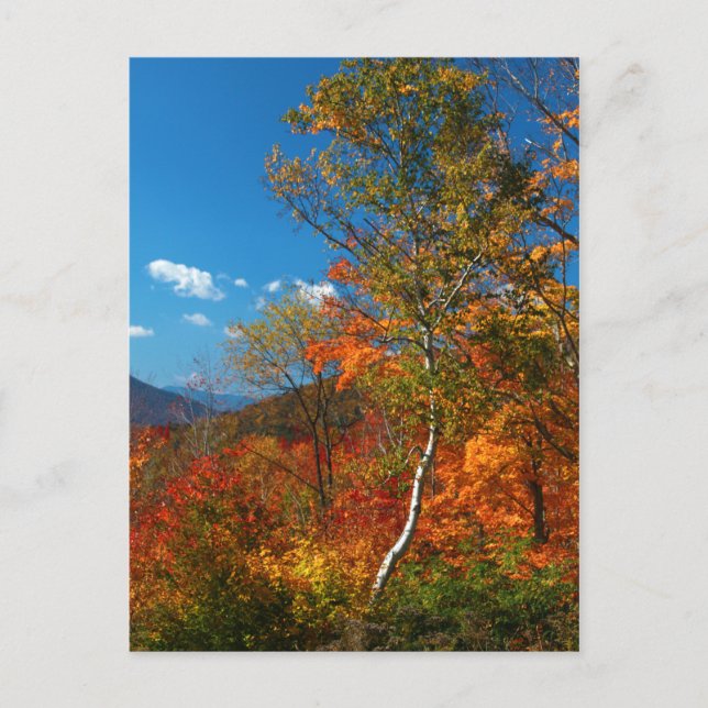 Carte Postale Images d'automne (Devant)