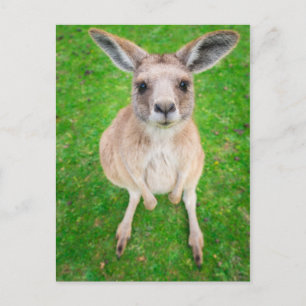 Carte Postale Images Getty   Baby Kangaroo