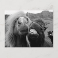 Images Getty | Chevaux souriants