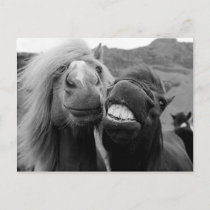 Carte Postale Images Getty   Chevaux souriants