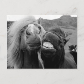 Carte Postale Images Getty | Chevaux souriants