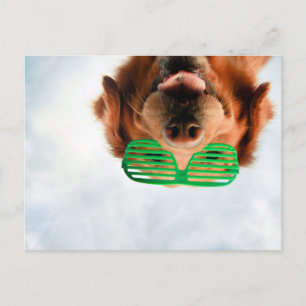 Carte Postale Images Getty Chien avec lunettes