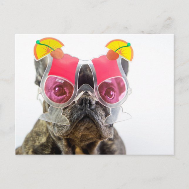Carte Postale Images Getty | Chien Avec Lunettes De Cocktail (Devant)