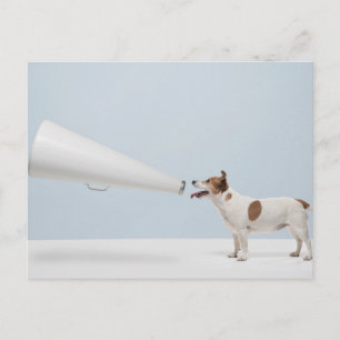 Carte Postale Images Getty   Chien parlant