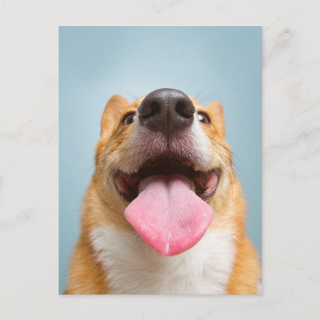 Carte Postale Images Getty | Corgi très heureux (Devant)