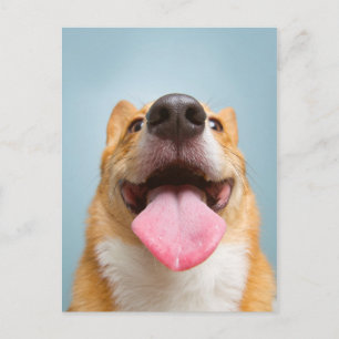 Carte Postale Images Getty   Corgi très heureux