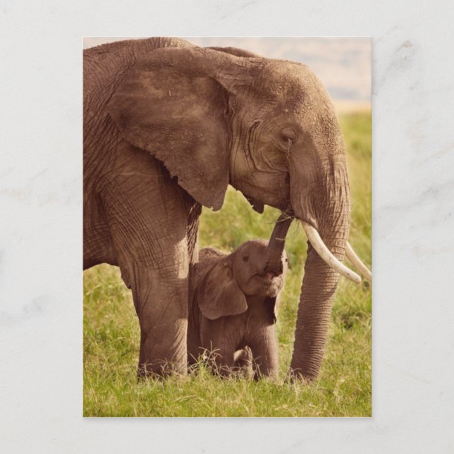 Carte Postale Images Getty | Elephant & bébé (Devant)